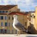 20090207_provencetrip_05_marseille1